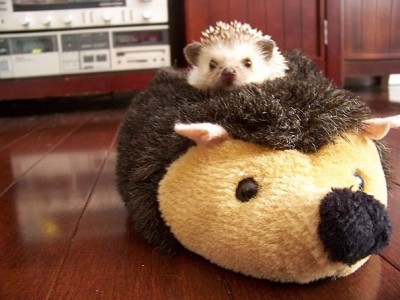 A hedgehog with a hedgehog