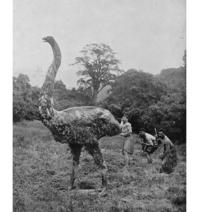 Moa