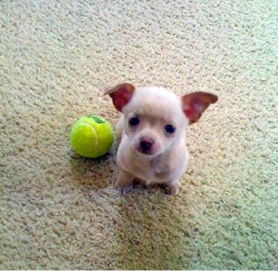 Fetch