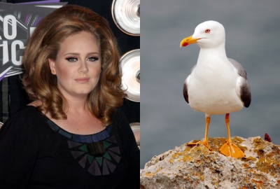 Adele – Fear of Seagulls