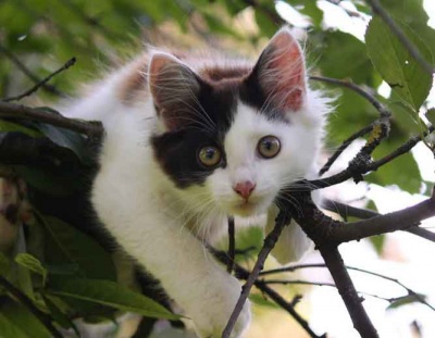 Professional Cat Catcher - Up to $80 a Day