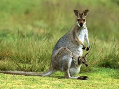 Kangaroo