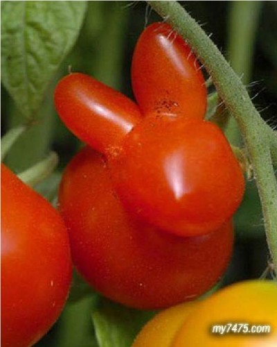 Rabbit tomato