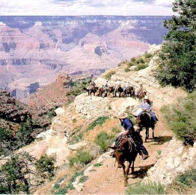 Mule To The Bottom Of The Grand Canyon