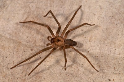 Brown recluse