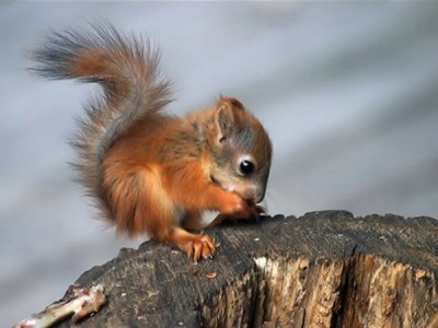 Squirrel