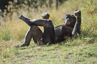 Naughty Chimps