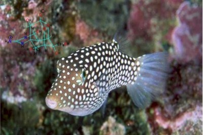Tetrodotoxin