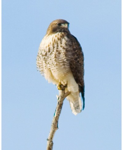 Red Tailed Hawk