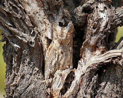 Owl 2
