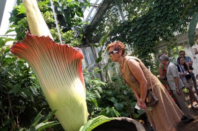 Corpse Flower (Rafflesia arnoldii)