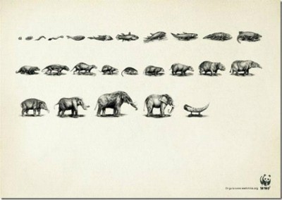 An Elephant Didn't Evolve To Be Your Treasure