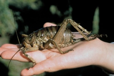 Giant Weta