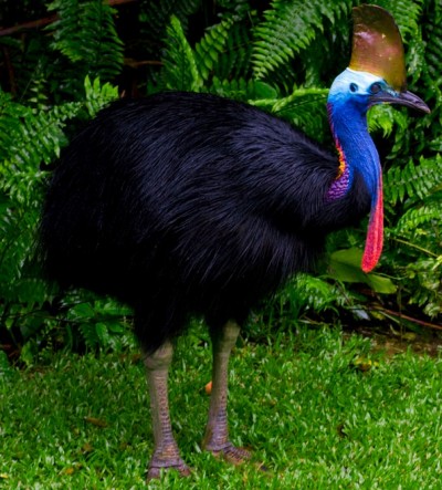 Cassowaries