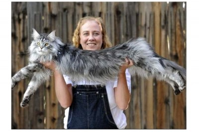 Stewie The Longest Cat