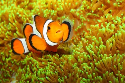 Clownfish