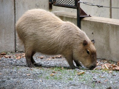 Capybara