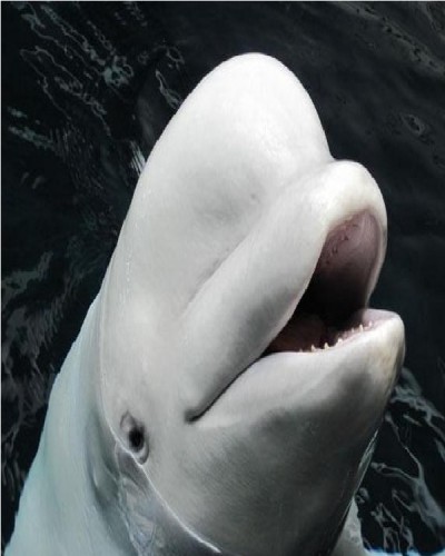 Beluga Whale