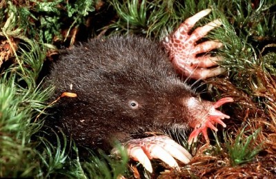 Star-nosed mole