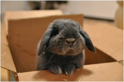 Bunny Stuck in A Box
