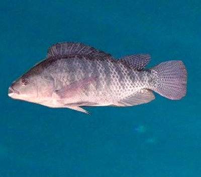 Male Tilapia