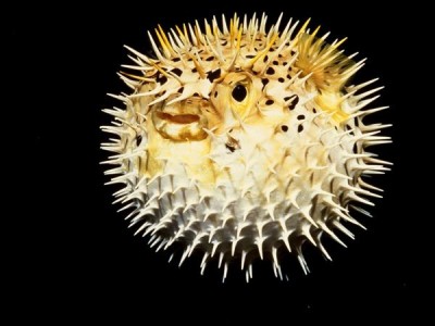 Puffer fish