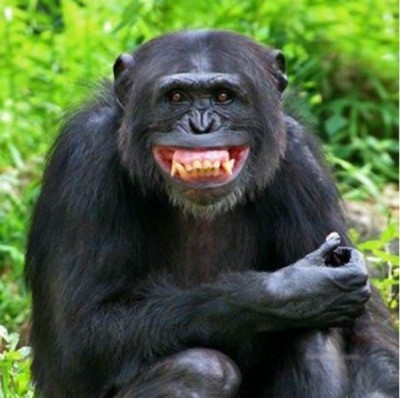 Brave monkey