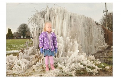 Salhouse - Frozen hedges
