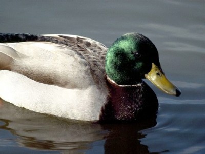 Cannot Take Your Duck to Ohio Avenue