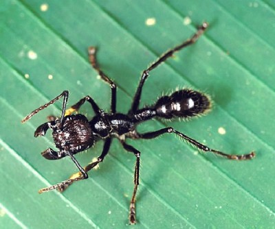 Bullet ant
