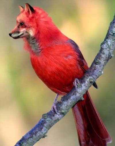 Red is the color