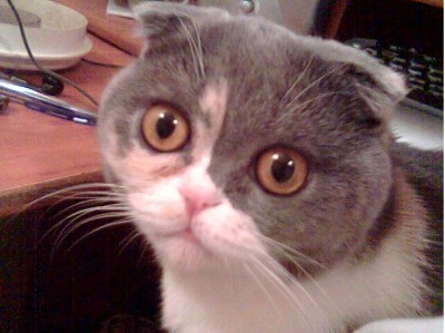 The Scottish Fold