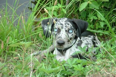 The Catahoula Leopard Dog