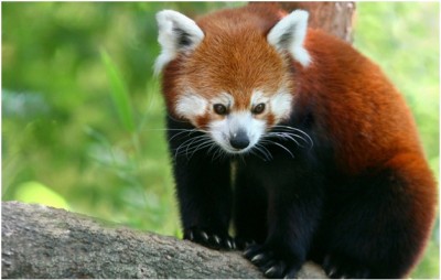 Red Pandas