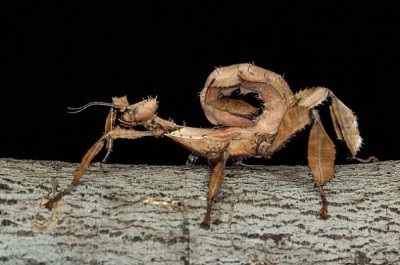 Giant prickly stick insect