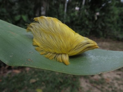 Megalopygidae caterpillar