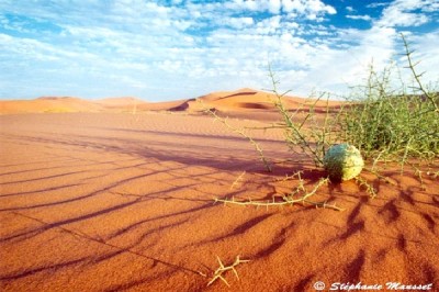Namib Desert - Namibia