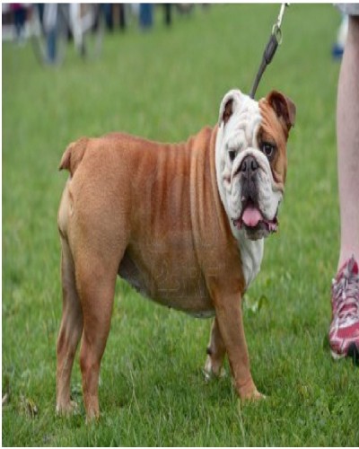 English Bulldog