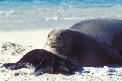 Caribbean Monk Seal