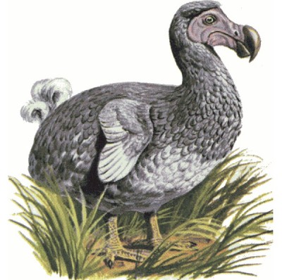 Dodo
