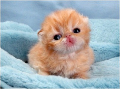 Baby Kitten