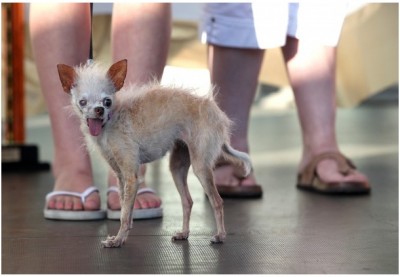 Chinese crested-Chihuahu