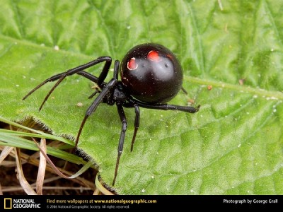 Black Widow