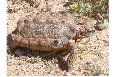 Speckled Padloper Tortoise