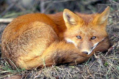 Fox - Extrovert, Intuitive, Thinking, Perceiving (ENTP)
