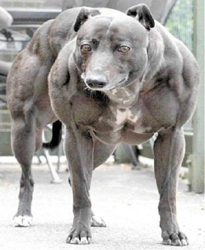 Doggy Hercules