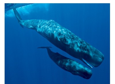 Sperm Whale