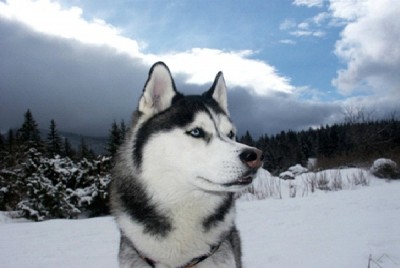 Siberian Husky