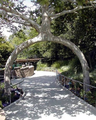 The Arch Tree