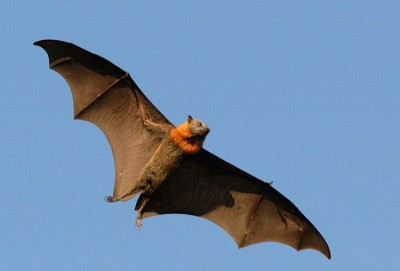 Flying fox